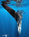   REQUIN BALEINERhincodon typusNosy be 2022 BALEINE-Rhincodon BALEINE Rhincodon  